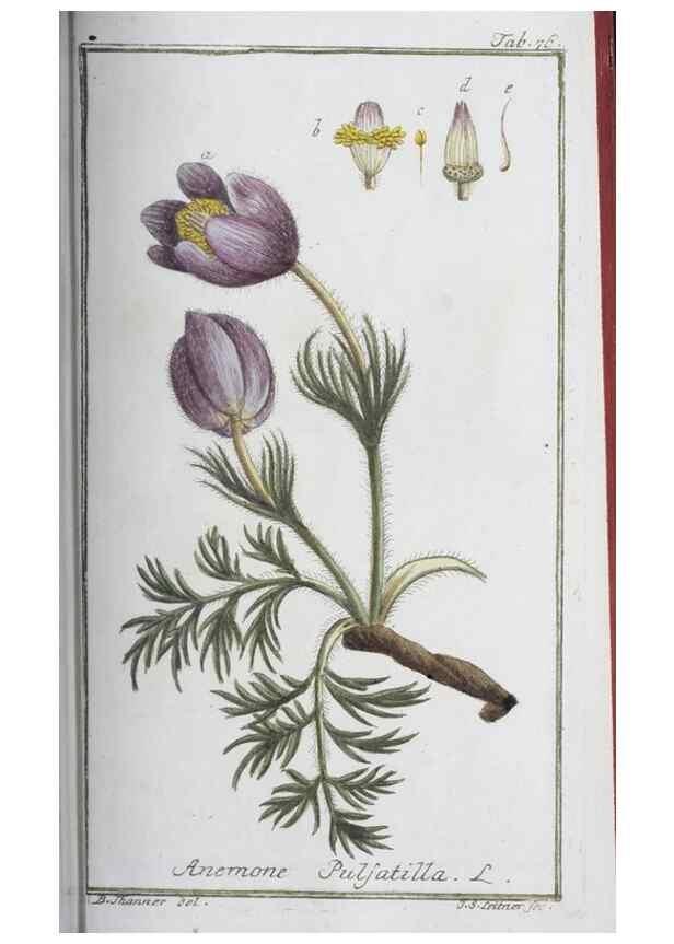 Reproducción/Reproduction 32237274587: Icones plantarum medicinalium.. Nürnberg :auf Kosten der Raspischen Buchhandlung,1779-1790. 