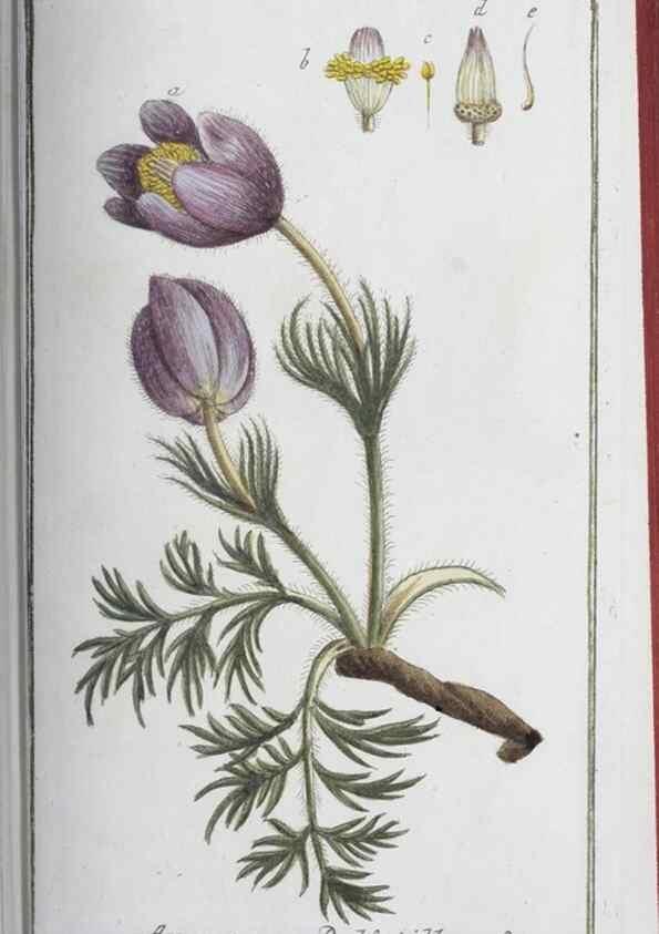 Reproducción/Reproduction 32237274587: Icones plantarum medicinalium.. Nürnberg :auf Kosten der Raspischen Buchhandlung,1779-1790. 