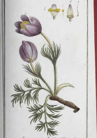 Reproducción/Reproduction 32237274587: Icones plantarum medicinalium.. Nürnberg :auf Kosten der Raspischen Buchhandlung,1779-1790. 