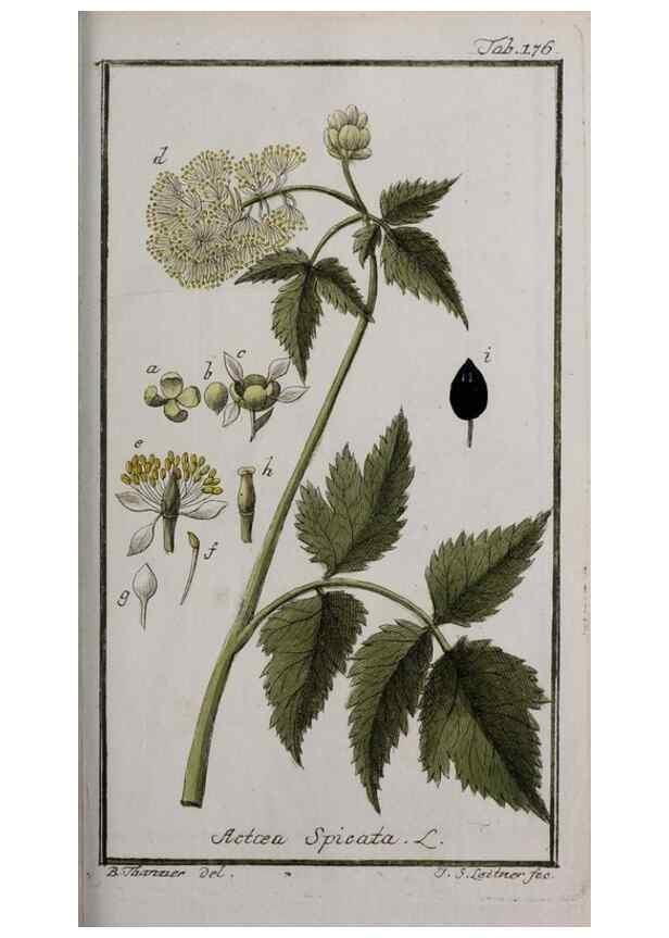 Reproducción/Reproduction 46265041335: Icones plantarum medicinalium.. Nürnberg :auf Kosten der Raspischen Buchhandlung,1779-1790. 