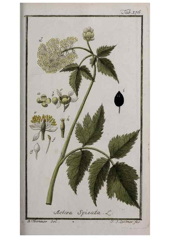 Reproducción/Reproduction 46265041335: Icones plantarum medicinalium.. Nürnberg :auf Kosten der Raspischen Buchhandlung,1779-1790. 