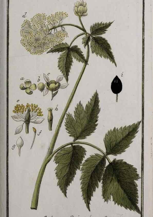 Reproducción/Reproduction 46265041335: Icones plantarum medicinalium.. Nürnberg :auf Kosten der Raspischen Buchhandlung,1779-1790. 