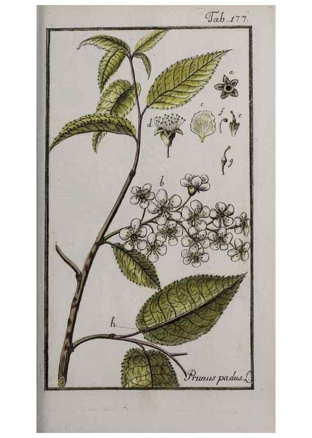 Reproducción/Reproduction 46455705944: Icones plantarum medicinalium.. Nürnberg :auf Kosten der Raspischen Buchhandlung,1779-1790. 