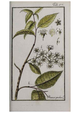 Reproducción/Reproduction 46455705944: Icones plantarum medicinalium.. Nürnberg :auf Kosten der Raspischen Buchhandlung,1779-1790. 