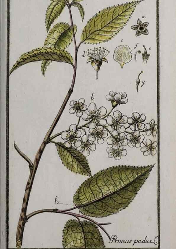 Reproducción/Reproduction 46455705944: Icones plantarum medicinalium.. Nürnberg :auf Kosten der Raspischen Buchhandlung,1779-1790. 