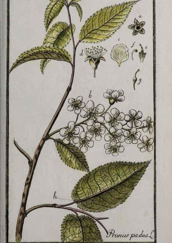 Reproducción/Reproduction 46455705944: Icones plantarum medicinalium.. Nürnberg :auf Kosten der Raspischen Buchhandlung,1779-1790. 