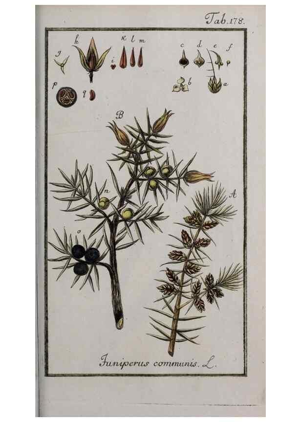 Reproducción/Reproduction 40214374423: Icones plantarum medicinalium.. Nürnberg :auf Kosten der Raspischen Buchhandlung,1779-1790. 