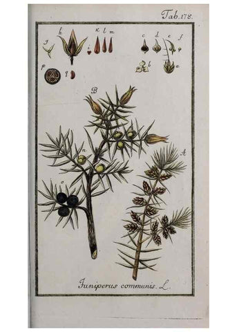Reproducción/Reproduction 40214374423: Icones plantarum medicinalium.. Nürnberg :auf Kosten der Raspischen Buchhandlung,1779-1790. 