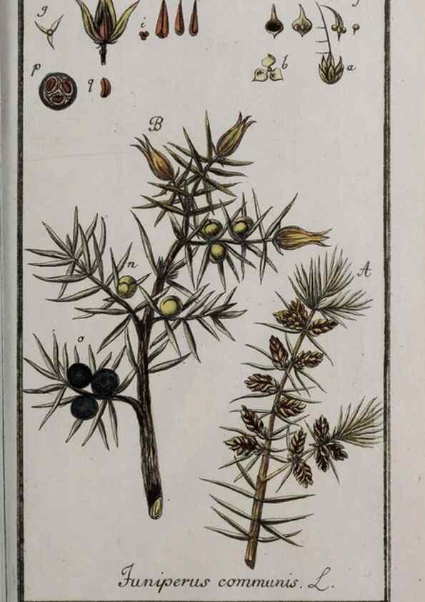 Reproducción/Reproduction 40214374423: Icones plantarum medicinalium.. Nürnberg :auf Kosten der Raspischen Buchhandlung,1779-1790. 