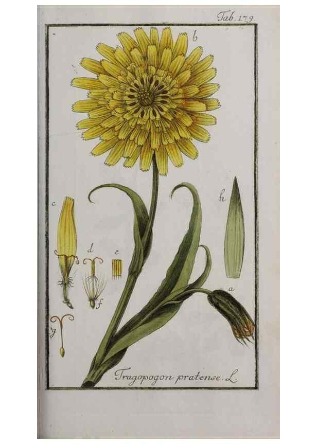 Reproducción/Reproduction 47127399782: Icones plantarum medicinalium.. Nürnberg :auf Kosten der Raspischen Buchhandlung,1779-1790. 