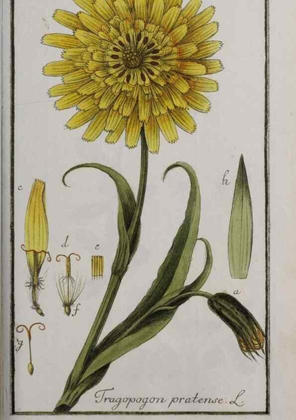 Reproducción/Reproduction 47127399782: Icones plantarum medicinalium.. Nürnberg :auf Kosten der Raspischen Buchhandlung,1779-1790. 