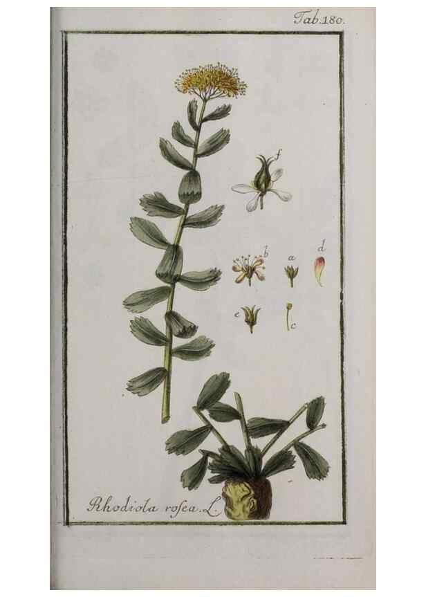 Reproducción/Reproduction 32237469497: Icones plantarum medicinalium.. Nürnberg :auf Kosten der Raspischen Buchhandlung,1779-1790. 
