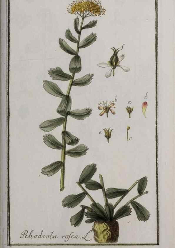 Reproducción/Reproduction 32237469497: Icones plantarum medicinalium.. Nürnberg :auf Kosten der Raspischen Buchhandlung,1779-1790. 