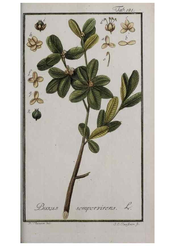 Reproducción/Reproduction 47179213221: Icones plantarum medicinalium.. Nürnberg :auf Kosten der Raspischen Buchhandlung,1779-1790. 