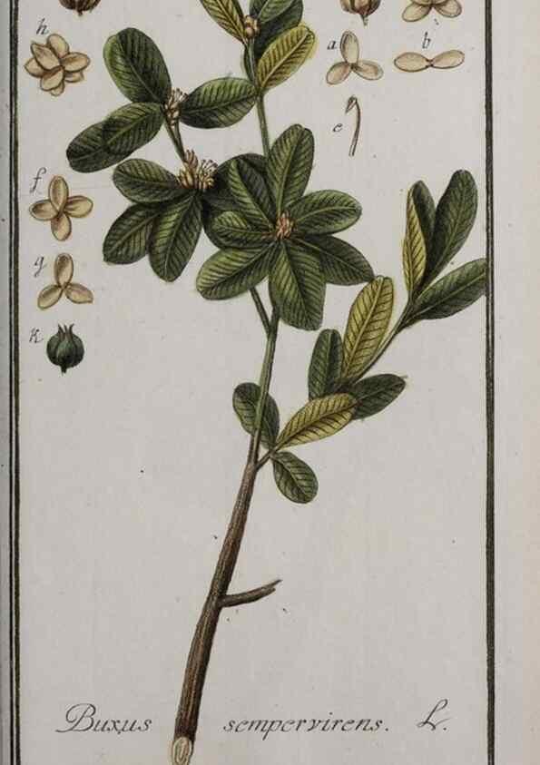 Reproducción/Reproduction 47179213221: Icones plantarum medicinalium.. Nürnberg :auf Kosten der Raspischen Buchhandlung,1779-1790. 