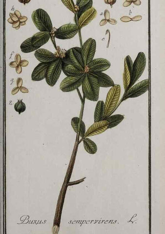 Reproducción/Reproduction 47179213221: Icones plantarum medicinalium.. Nürnberg :auf Kosten der Raspischen Buchhandlung,1779-1790. 