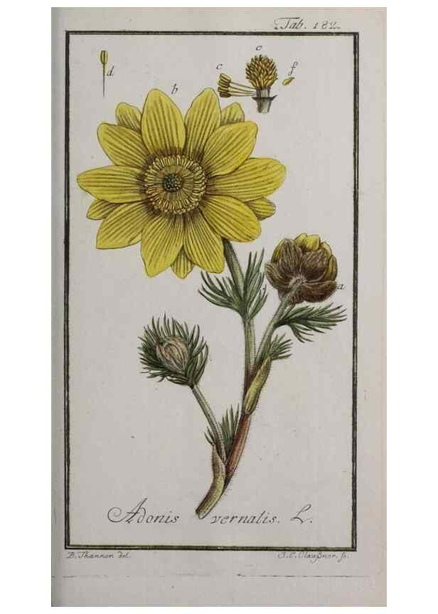 Reproducción/Reproduction 33303970358: Icones plantarum medicinalium.. Nürnberg :auf Kosten der Raspischen Buchhandlung,1779-1790. 