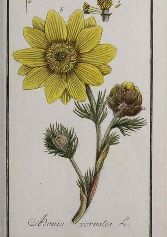 Reproducción/Reproduction 33303970358: Icones plantarum medicinalium.. Nürnberg :auf Kosten der Raspischen Buchhandlung,1779-1790. 