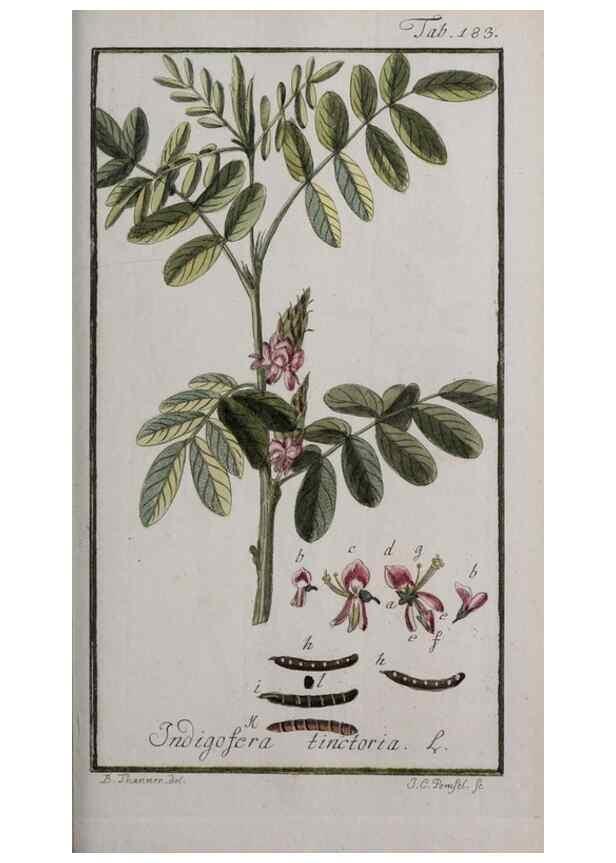 Reproducción/Reproduction 46265049745: Icones plantarum medicinalium.. Nürnberg :auf Kosten der Raspischen Buchhandlung,1779-1790. 