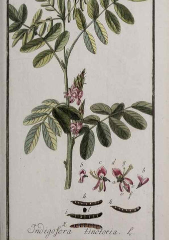 Reproducción/Reproduction 46265049745: Icones plantarum medicinalium.. Nürnberg :auf Kosten der Raspischen Buchhandlung,1779-1790. 