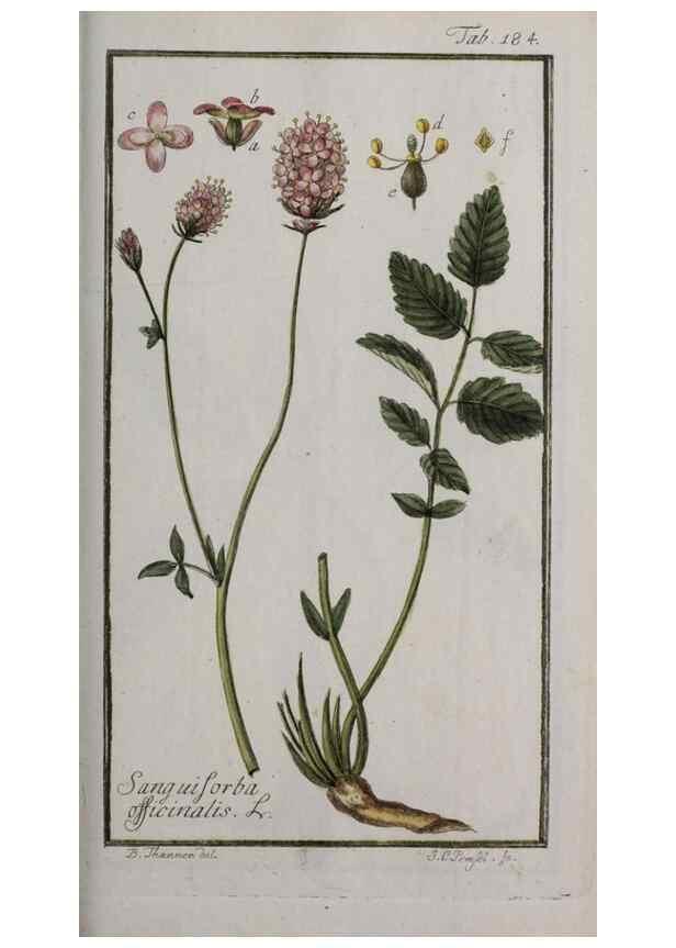 Reproducción/Reproduction 47127405262: Icones plantarum medicinalium.. Nürnberg :auf Kosten der Raspischen Buchhandlung,1779-1790. 