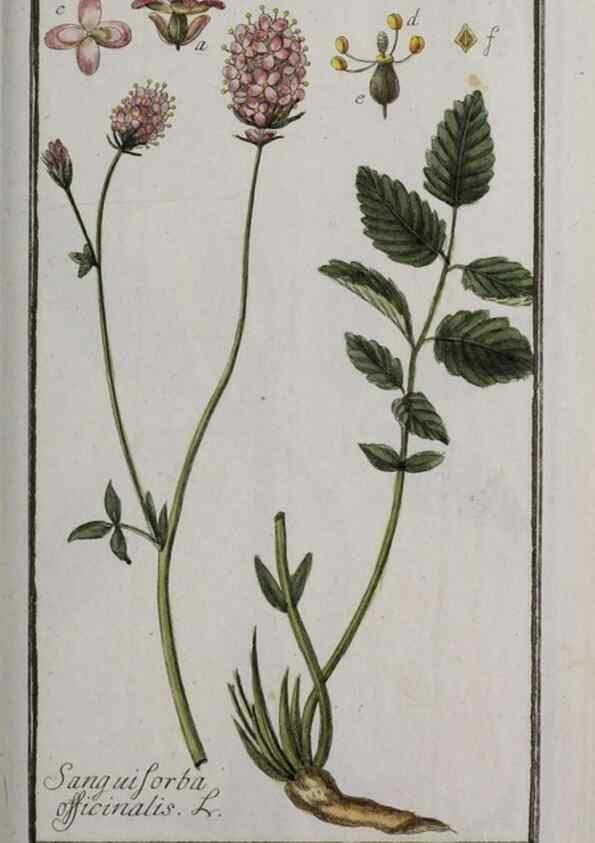 Reproducción/Reproduction 47127405262: Icones plantarum medicinalium.. Nürnberg :auf Kosten der Raspischen Buchhandlung,1779-1790. 