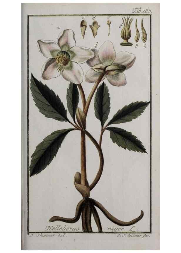 Reproducción/Reproduction 47179216321: Icones plantarum medicinalium.. Nürnberg :auf Kosten der Raspischen Buchhandlung,1779-1790. 