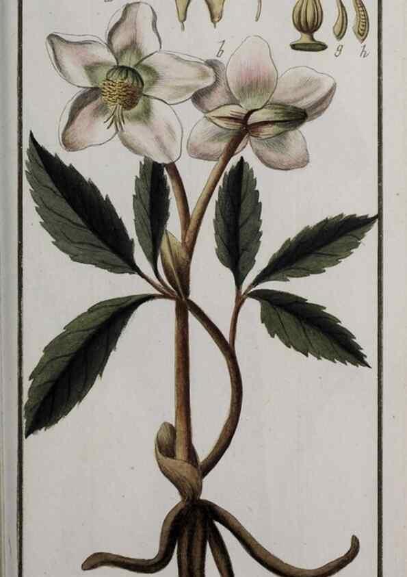 Reproducción/Reproduction 47179216321: Icones plantarum medicinalium.. Nürnberg :auf Kosten der Raspischen Buchhandlung,1779-1790. 