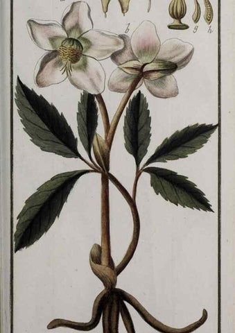 Reproducción/Reproduction 47179216321: Icones plantarum medicinalium.. Nürnberg :auf Kosten der Raspischen Buchhandlung,1779-1790. 