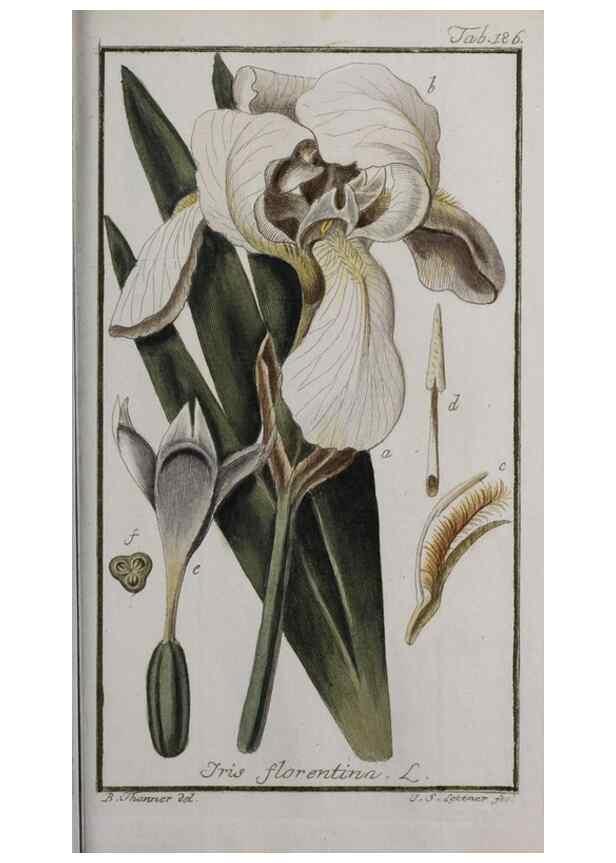 Reproducción/Reproduction 32237473877: Icones plantarum medicinalium.. Nürnberg :auf Kosten der Raspischen Buchhandlung,1779-1790. 