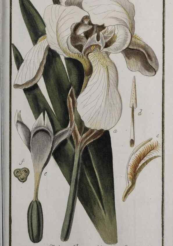 Reproducción/Reproduction 32237473877: Icones plantarum medicinalium.. Nürnberg :auf Kosten der Raspischen Buchhandlung,1779-1790. 