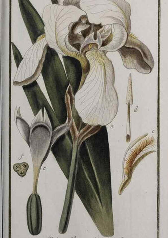 Reproducción/Reproduction 32237473877: Icones plantarum medicinalium.. Nürnberg :auf Kosten der Raspischen Buchhandlung,1779-1790. 