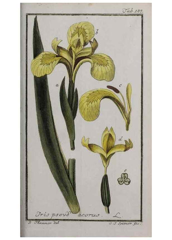 Reproducción/Reproduction 46265054375: Icones plantarum medicinalium.. Nürnberg :auf Kosten der Raspischen Buchhandlung,1779-1790. 