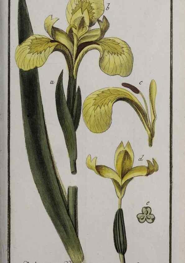 Reproducción/Reproduction 46265054375: Icones plantarum medicinalium.. Nürnberg :auf Kosten der Raspischen Buchhandlung,1779-1790. 