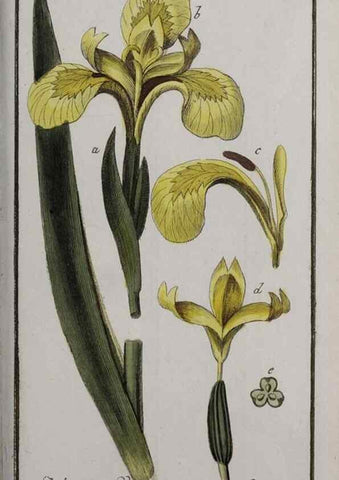 Reproducción/Reproduction 46265054375: Icones plantarum medicinalium.. Nürnberg :auf Kosten der Raspischen Buchhandlung,1779-1790. 
