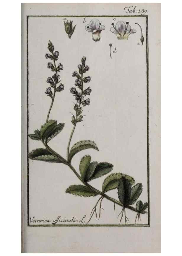 Reproducción/Reproduction 47127411272: Icones plantarum medicinalium.. Nürnberg :auf Kosten der Raspischen Buchhandlung,1779-1790. 