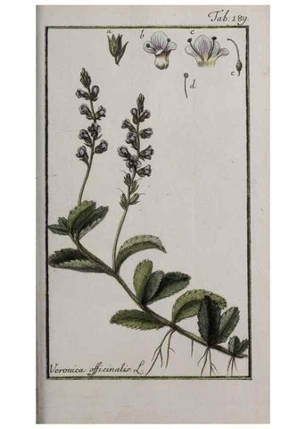 Reproducción/Reproduction 47127411272: Icones plantarum medicinalium.. Nürnberg :auf Kosten der Raspischen Buchhandlung,1779-1790. 