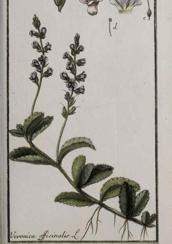 Reproducción/Reproduction 47127411272: Icones plantarum medicinalium.. Nürnberg :auf Kosten der Raspischen Buchhandlung,1779-1790. 