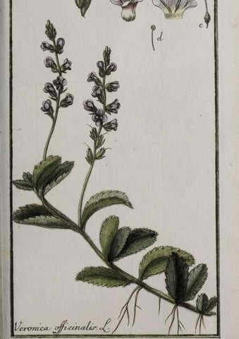 Reproducción/Reproduction 47127411272: Icones plantarum medicinalium.. Nürnberg :auf Kosten der Raspischen Buchhandlung,1779-1790. 
