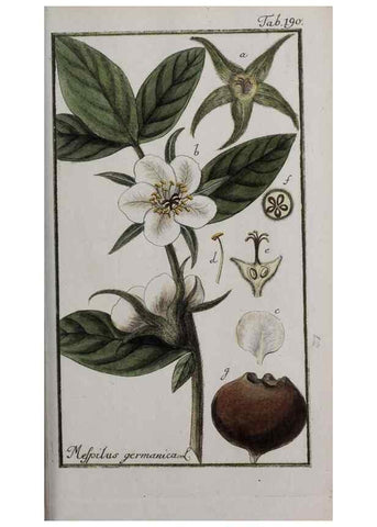 Reproducción/Reproduction 33303976558: Icones plantarum medicinalium.. Nürnberg :auf Kosten der Raspischen Buchhandlung,1779-1790. 