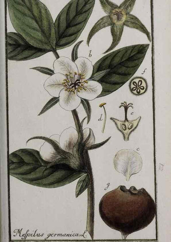 Reproducción/Reproduction 33303976558: Icones plantarum medicinalium.. Nürnberg :auf Kosten der Raspischen Buchhandlung,1779-1790. 