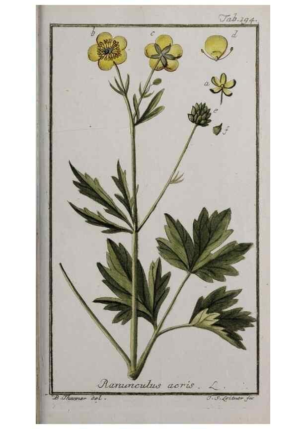 Reproducción/Reproduction 47179223781: Icones plantarum medicinalium.. Nürnberg :auf Kosten der Raspischen Buchhandlung,1779-1790. 