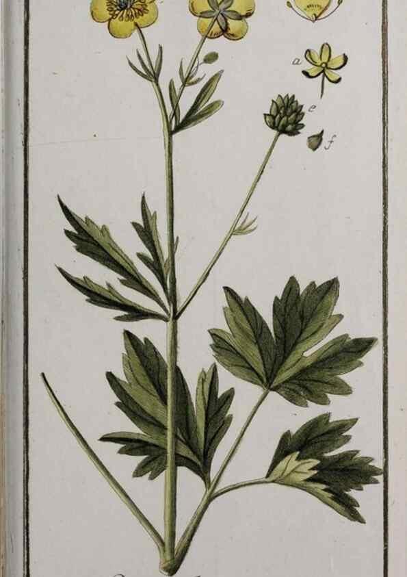Reproducción/Reproduction 47179223781: Icones plantarum medicinalium.. Nürnberg :auf Kosten der Raspischen Buchhandlung,1779-1790. 