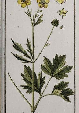 Reproducción/Reproduction 47179223781: Icones plantarum medicinalium.. Nürnberg :auf Kosten der Raspischen Buchhandlung,1779-1790. 