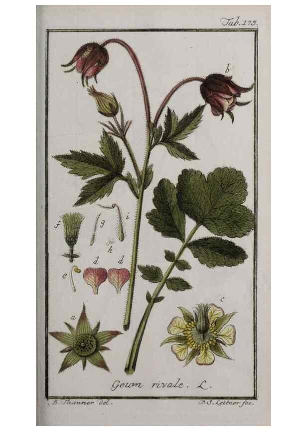 Reproducción/Reproduction 46455704734: Icones plantarum medicinalium.. Nürnberg :auf Kosten der Raspischen Buchhandlung,1779-1790. 