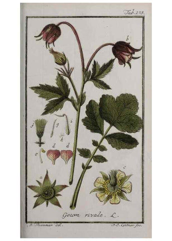 Reproducción/Reproduction 46455704734: Icones plantarum medicinalium.. Nürnberg :auf Kosten der Raspischen Buchhandlung,1779-1790. 