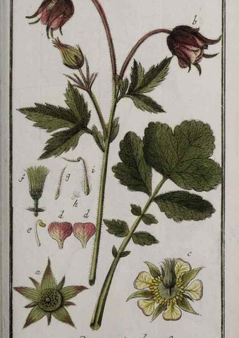 Reproducción/Reproduction 46455704734: Icones plantarum medicinalium.. Nürnberg :auf Kosten der Raspischen Buchhandlung,1779-1790. 