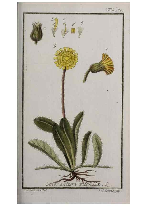 Reproducción/Reproduction 33303964658: Icones plantarum medicinalium.. Nürnberg :auf Kosten der Raspischen Buchhandlung,1779-1790. 