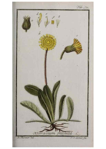 Reproducción/Reproduction 33303964658: Icones plantarum medicinalium.. Nürnberg :auf Kosten der Raspischen Buchhandlung,1779-1790. 
