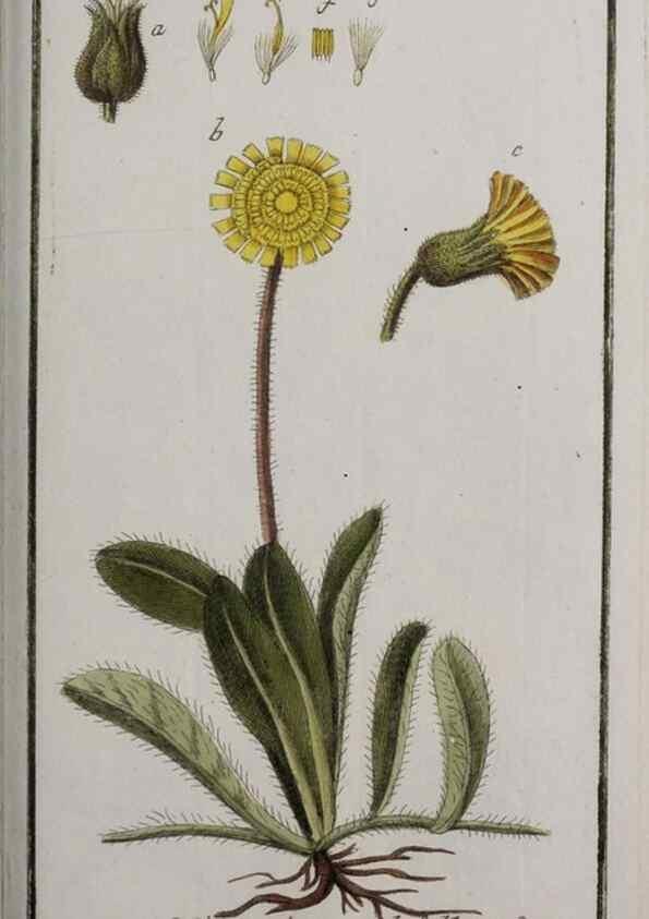 Reproducción/Reproduction 33303964658: Icones plantarum medicinalium.. Nürnberg :auf Kosten der Raspischen Buchhandlung,1779-1790. 